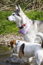 A husky with a bandana and a terrier in the water together