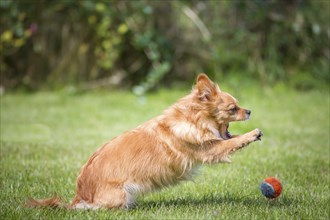 A small brown dog pounces on a tennis ball