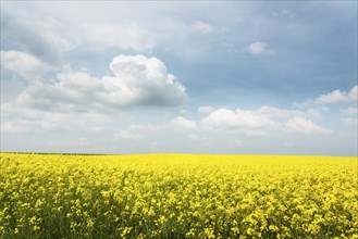 Rapeseed Field