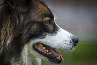 An incredibly pretty dog with a very calm nature, cropped profile picture