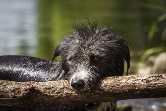 Mongrel dog retrieving a very large stick