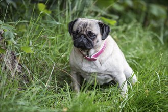 A pug sits in the meadow and looks past the photographer at an angle