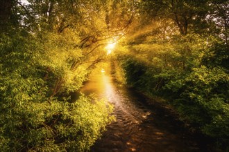 The Little River Breg flows through a piece of whale illuminated by the sun