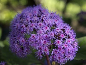 Close-up of a purple flower with fluffy blossoms in a garden, puerto de la cruz, tenerife, spain