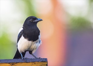 Magpie on the roof of a feeder