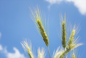 Dry ripe corn spikes in field close up detail, bright blue cloudy sky background