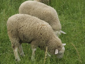 Two sheep grazing on a green meadow, Velen, North Rhine-Westphalia, Germany, Europe