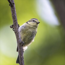 Juvenile blue tit balancing on a twig