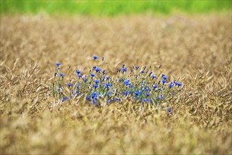 Blue corn flowers between ripe corn