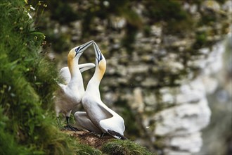 Northern Gannet, Morus bassanus, pair of birds on the cliff, Bempton Cliffs, North Yorkshire,