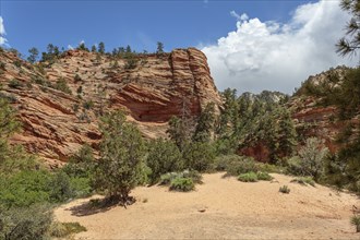 Patterns of erosion on the rocky mountainside in Zion National Park, Utah