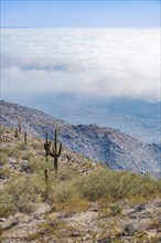 Clouds below the top of South Mountain near Phoenix, Arizona, USA, North America