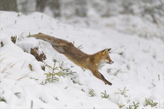 Red fox (Vulpes vulpes), in mid-leap through a snowy forest, surrounded by evergreen trees and