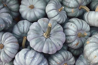 Banner with pastel green muscade pumpkins. Generative AI, AI generated