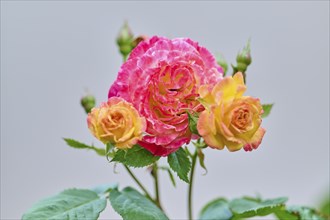 Multicoloured pink-orange rose with buds against a light background, Miltenberg, Bavaria, Germany,