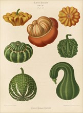 Vegetables, ornamental pumpkins, after Ernst Samuel Benary (10 November 1819, 19 February 1893),