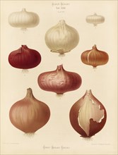 Vegetables, various onions, after Ernst Samuel Benary (10 November 1819, 19 February 1893), Hessian