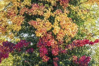 Autumn foliage, colourful autumn trees, Celle, Germany, Europe