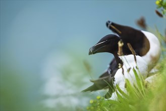 Razorbill, Alca Torda, birds on cliffs, Bempton Cliffs, North Yorkshire, England, United Kingdom,