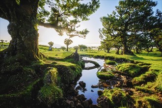 Centuries-old til trees in fantastic magical idyllic Fanal Laurisilva forest on sunset. Madeira