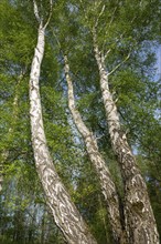 Downy birches (Betula pubescens) in spring, Lower Saxony, Germany, Europe