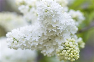 Blooming lilac in the botanical garden in spring