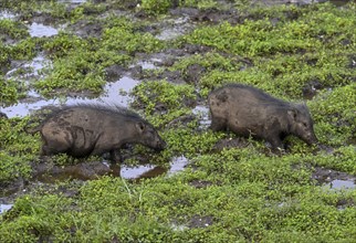 Giant forest hog (Hylochoerus meinertzhageni) in the Dzanga Bai forest clearing, Dzanga-Ndoki