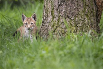 Young lynx (Lynx lynx), Haltern, North Rhine-Westphalia, Germany, Europe