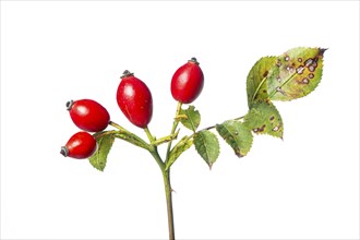 Rose hip (Rosa canina), hedge, woody plant, shrub, free-standing plant, Vechta, Lower Saxony,