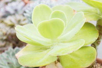 Beautiful succulent plant in greenhouse. Closeup, floral patterns, selective focus