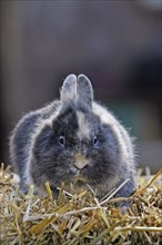 Domestic rabbit (Oryctolagus cuniculus)