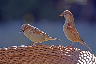 House sparrow (Passer domesticus), sparrow, sparrow