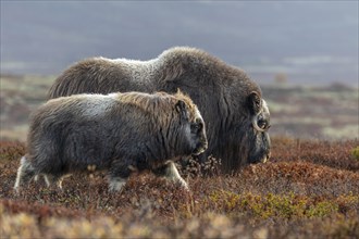 Musk oxen (Ovibos moschatus), mother and calf, young animal, standing, autumn, Dovrefjell National