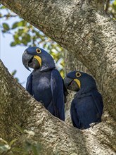 Hyacinth macaw (Anodorhynchus hyacinthinus), Pousada Santa Clara, Nhecolandia, Corumba, Mato Grosso