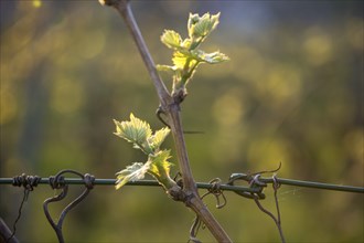 Young leaves of a grapevine in spring, viticulture, budding, shoots, vines, Baden-Württemberg,