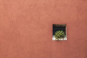 Salmon coloured stucco exterior house wall with green succulent plant on windowsill, Burano Island,