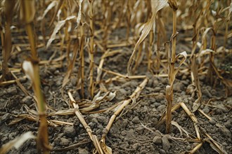 Dry and withered plants in cornfield. KI generiert, generiert, AI generated