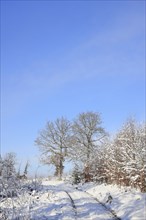 Forest path in a snowy winter forest with blue sky on the Rothaarsteig, Siegerland, North