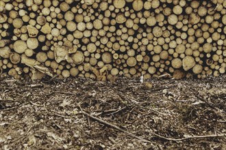 Felled wood in Waldhufen, 12.04.2024