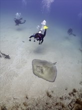 Diver looking at an American stingray (Hypanus americanus) . Dive site Breakers, Palm Beach,