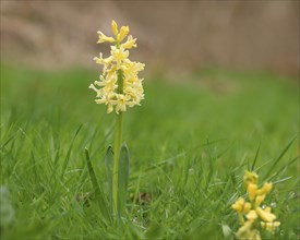 Yellow garden hyacinth (Hyacinthus), flowering in a meadow, inflorescence, Siegerland, North