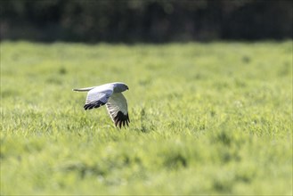 Hen harrier (Circus cyaneus), Emsland, Lower Saxony, Germany, Europe