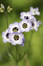 Bird's eye or tricolour gilia (Gilia tricolor), flowers, native to North America, ornamental plant,