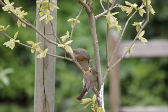 European robin (Erithacus rubecula), songbird, two, mating, Two robins are sitting on a branch. One