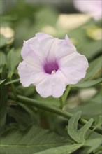 Pruning bindweed (Ipomoea platensis, Convolvulus platensis), flower, native to South America,