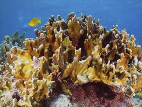 Fire coral (Millepora complanata), dive site John Pennekamp Coral Reef State Park, Key Largo,