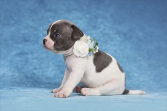 Four weeks young purebred pied French Bulldog puppy with healthy long nose and flower collar