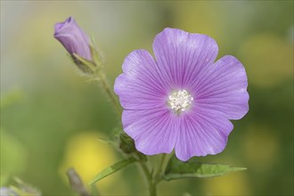 Crested summer mallow (Anoda cristata), flower, ornamental plant, North Rhine-Westphalia, Germany,