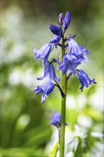 Bluebell, Hyacinthoides non-scripta in forest at spring time