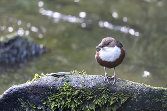 White-throated Dipper (Cinclus cinclus), at a torrent with larvae in its beak,